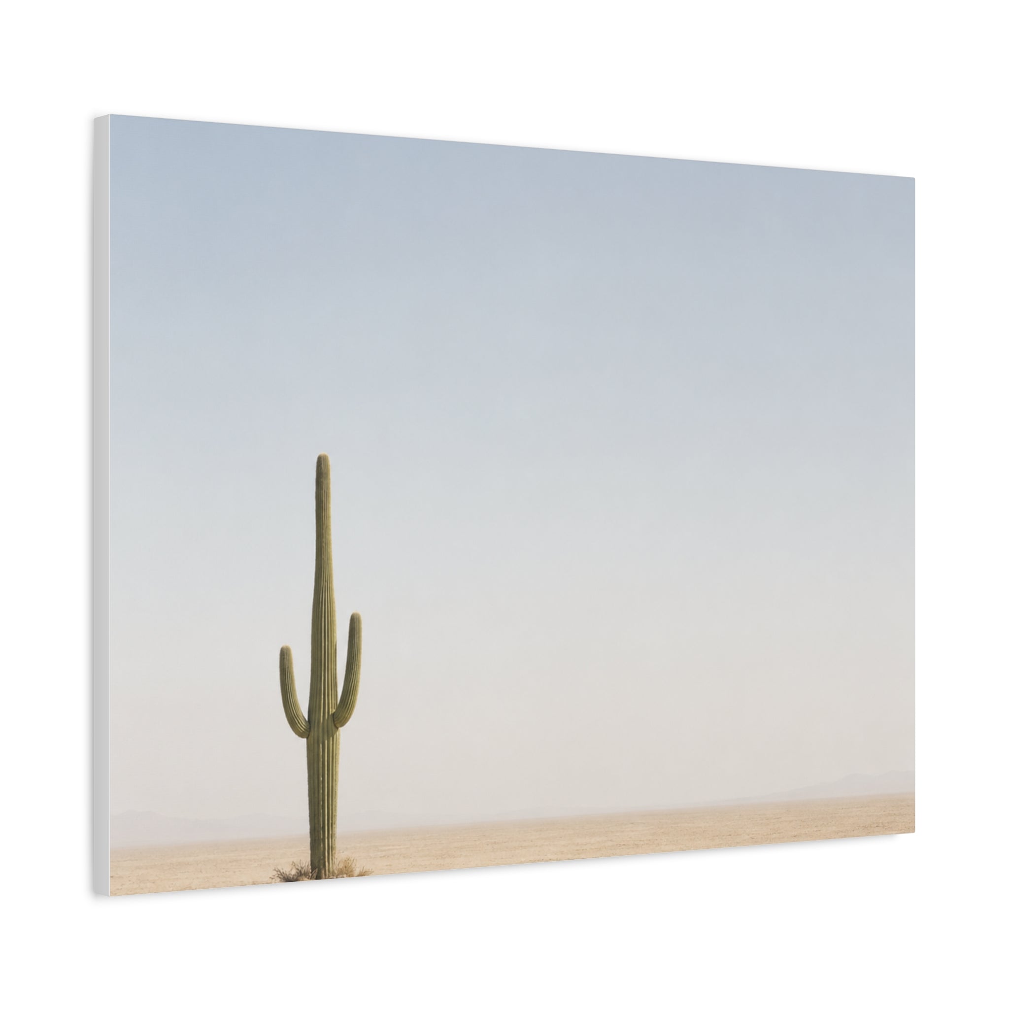 Solitary Cactus