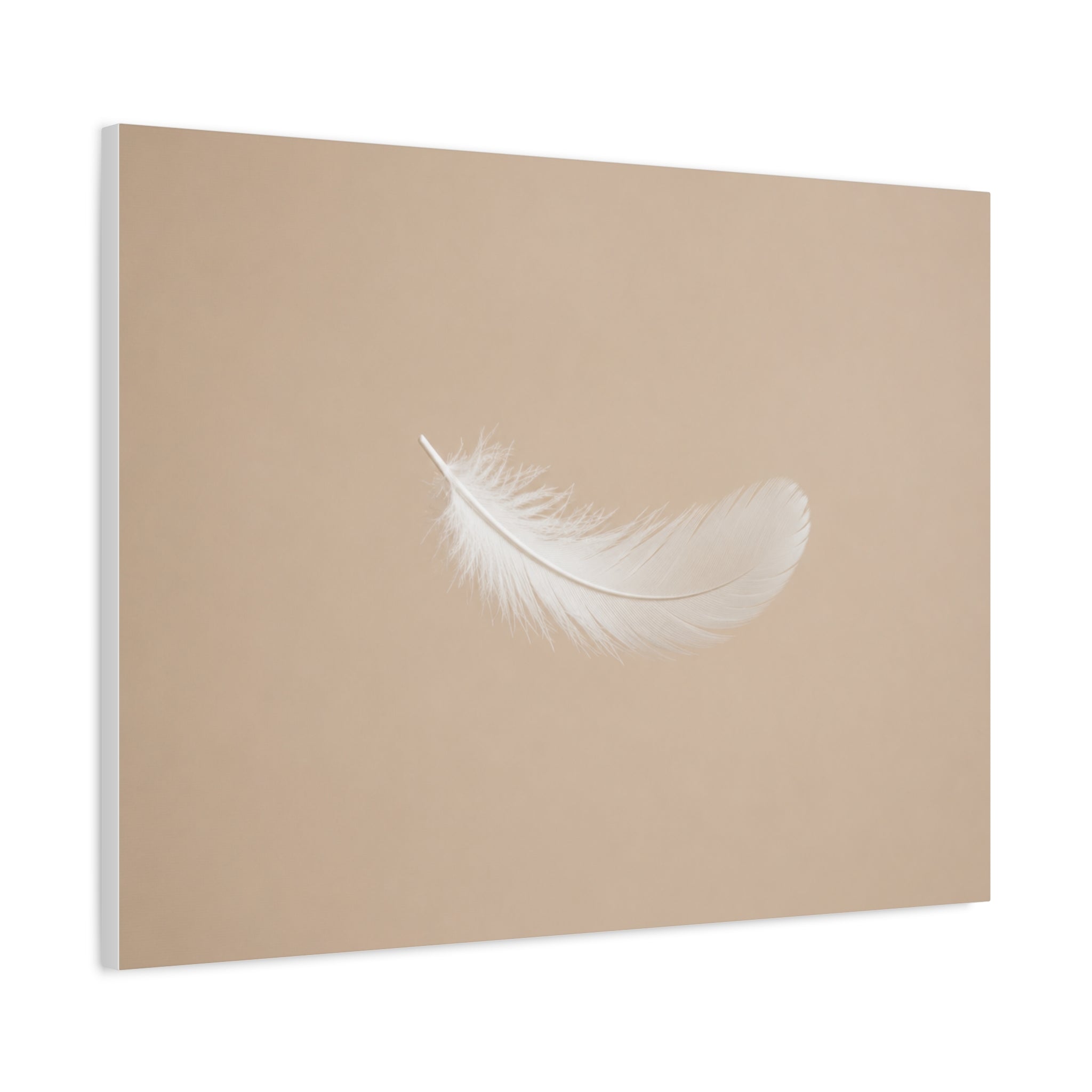 Delicate Feather in Soft Light