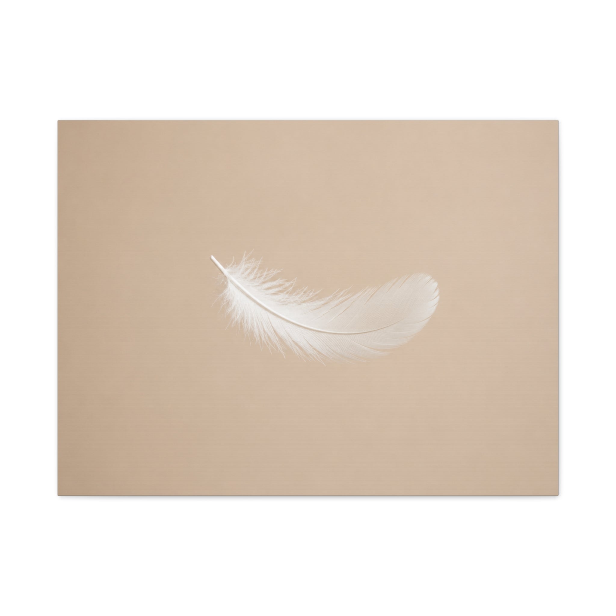 Delicate Feather in Soft Light