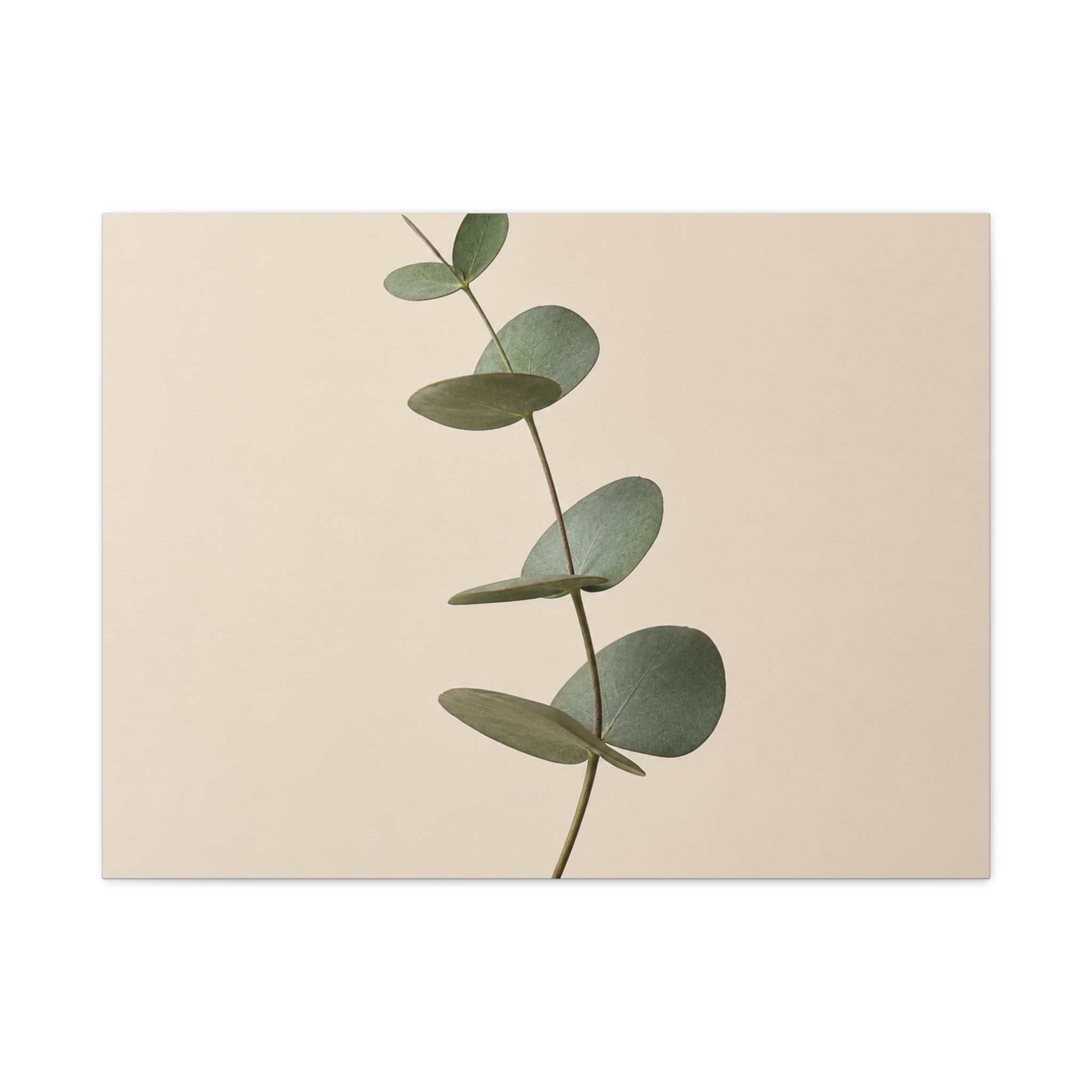 Elegant Eucalyptus Sprig