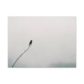 Solitary Bird in the Fog